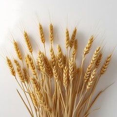 Golden wheat stalks against a light gray background
