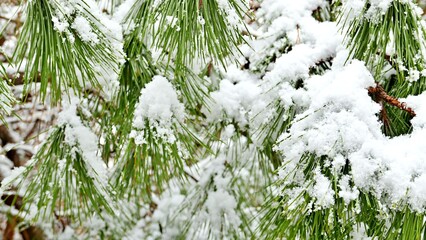 소나무에 쌓인 눈 풍경