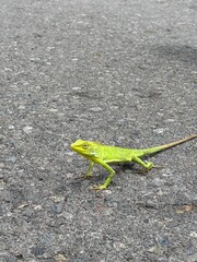 lizard on the ground