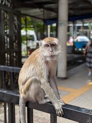 portrait of a macaque