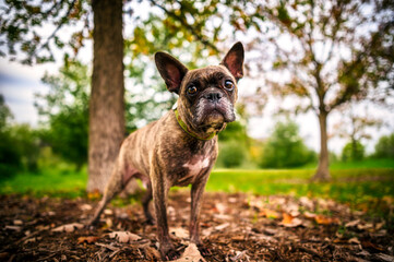 Frenchie in the Autumn Park