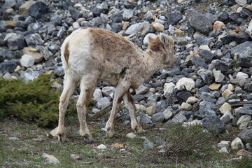 sheep in the mountains