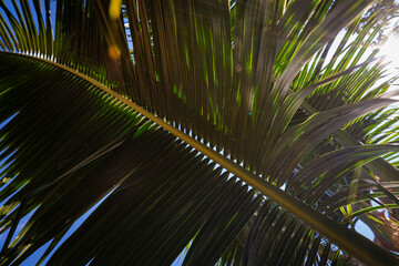 Green coconut palm tree leaf sunrise background