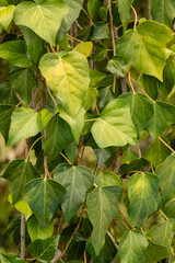 green leaves background