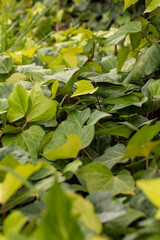 green leaves background