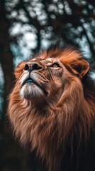 Fototapeta premium A majestic lion gazes upward, showcasing its impressive mane and regal presence.