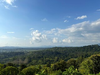 Naklejka premium Scenic Landscape of a Lush Forest