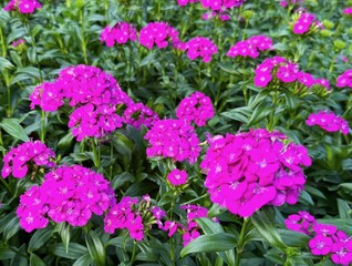 Fototapeta premium Vibrant Dianthus Flowerbed