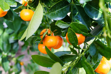 Close-up of fruit growing on an orange tree