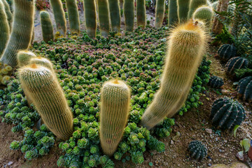 Garden landscape with various cacti planted