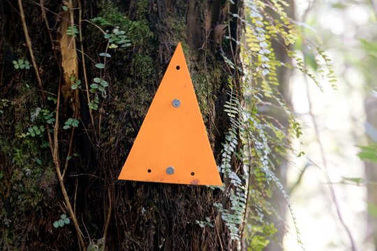 Orange Waypoint Marker on Tree Trunk in Dark Forest Pointing Upwards