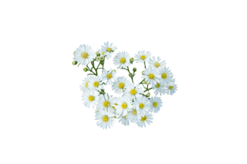 White flower isolated