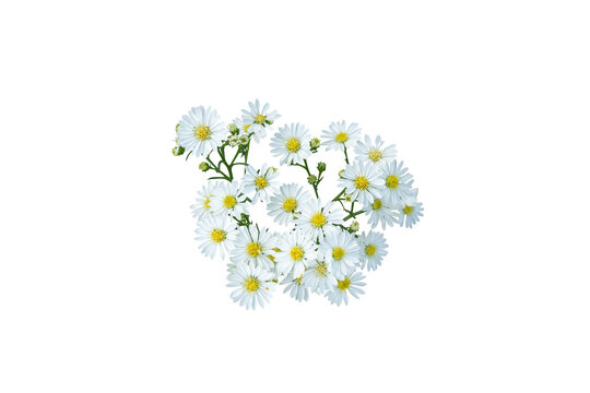 White flower isolated