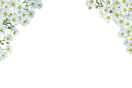 White cutter flower frame isolated
