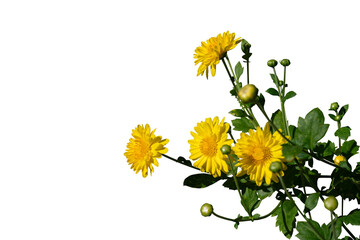 Yellow flower branch isolated