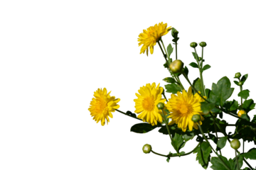 Yellow flower branch isolated