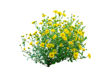 Yellow flower bush isolated