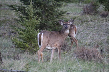 Deer In The Forest, Jasper National Park, Alberta