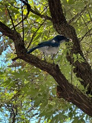 California Scrub Jay
