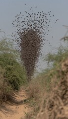 A swirling mass of birds creates a striking visual in a natural landscape.
