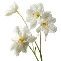 White lily flowers isolated on white background. Closeup. Nature.
