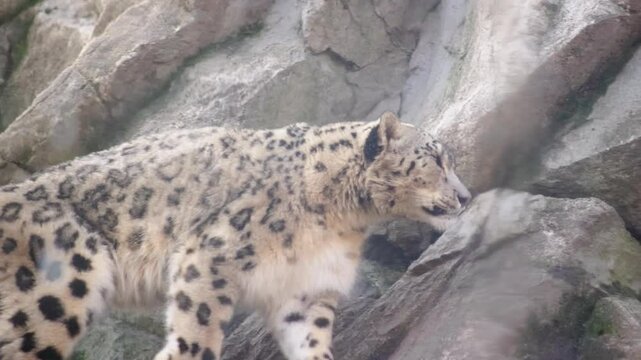 Closeup of a snow leopard walking around in a cage at a zoo park