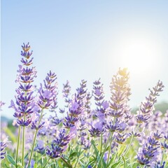 Naklejka premium nature weather untouched Lavender flowers blooming in sunlight.