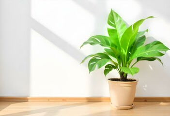 Fototapeta premium A potted plant with green leaves on a wooden floor against a white wall with natural light and shadows