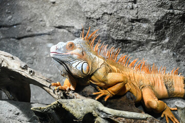 グリーンイグアナ