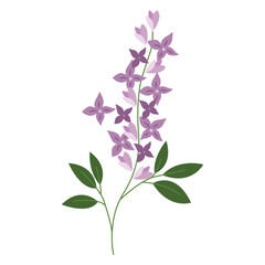 Illustration of a Lilac Flower. Suitable for botanical designs, nature themed projects, greeting cards, and spring themed content