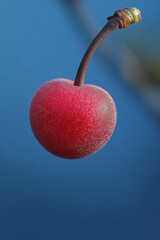 Natural Beautiful Flower