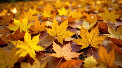 Fototapeta premium Golden Autumn Leaves Carpet A Ground Covering of Vibrant Yellow and Brown Foliage in the Fall Season
