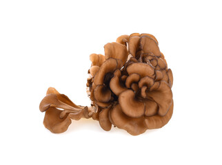 maitake mushrooms on white background