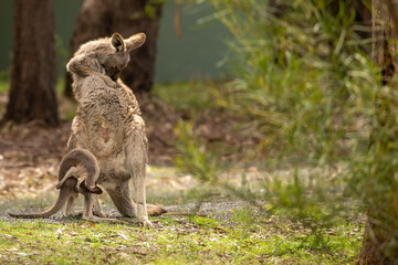 A female Eastern grey kangaroo (Macropus giganteus) with Joey. Late afternoon. Victoria.