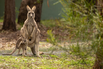 A female Eastern grey kangaroo (Macropus giganteus) with Joey. Late afternoon. Victoria.