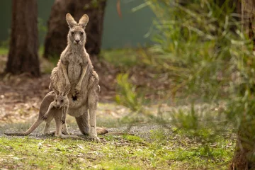 Selbstklebende Fototapeten A female Eastern grey kangaroo (Macropus giganteus) with Joey. Late afternoon. Victoria. © Grantat