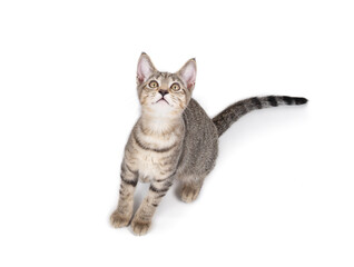 Cute kitten looking up while sitting. Top view of kitty cat with curious or hopeful expression, waiting for food or watching bird. 3 months old, female short hair cat, ticked tabby. Selective focus.