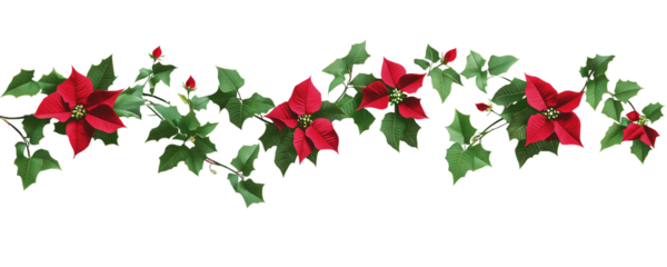 Poinsettia and mistletoe garland, red flowers with green leaves, white background