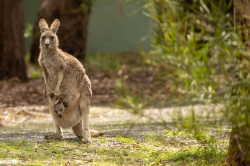 A female Eastern grey kangaroo (Macropus giganteus) with Joey in pouch. Late afternoon. Victoria.