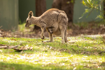 A female Eastern grey kangaroo (Macropus giganteus) with Joey in pouch. Late afternoon. Victoria.