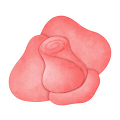 Fototapeta premium Rose