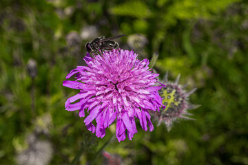 Hoverflies of the genus Cheilosia on a field scabious flower
