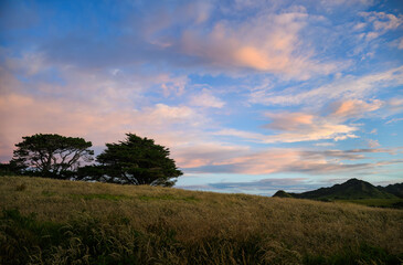Big trees under beautiful sunset sky. Tongaporutu. Taranaki. New Zealand.