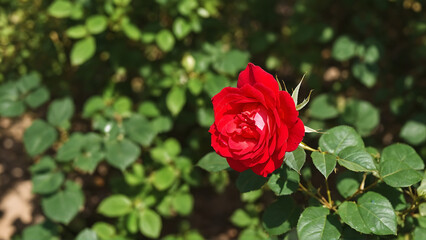 Red rose garden sunny summer day