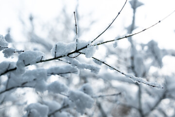 Snow covered branches against a pale winter background, capturing the serene beauty of a snowy landscape in white forest season