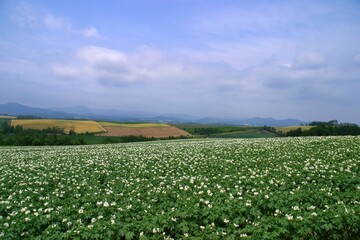 白い花が咲いたジャガイモ畑