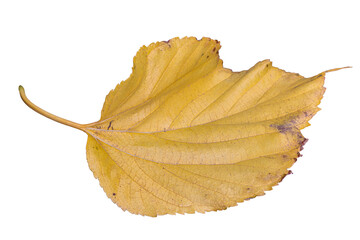 Feuille morte de couleur jaune détourée sur fond transparent