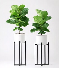 modern plant pot ,interior home 