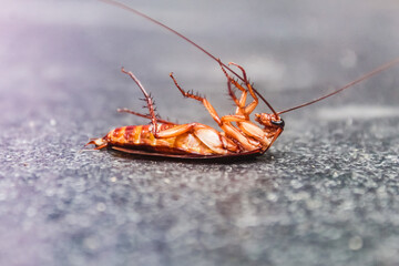 a dead cockroach on the floor