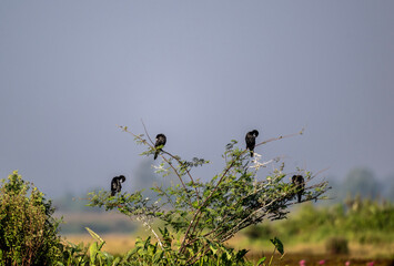 Little Black Cormorant on a lake in natural conditions at dawn in the country of Thailand